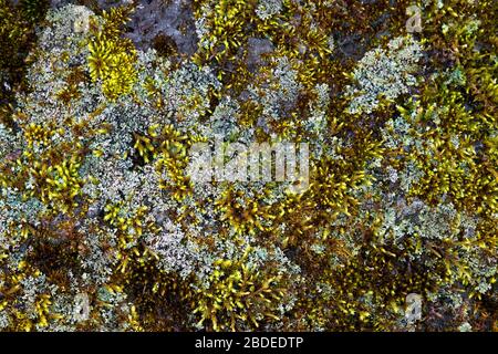Moos und Flechten wachsen auf einem Sandsteinfelsen in den Pocono Mountains von Pennsylvania Stockfoto