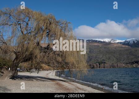 Weidenbaum, Salix sp, am Seeufer, Lake Wanaka, Wanaka, Otago District, South Island, Neuseeland Stockfoto