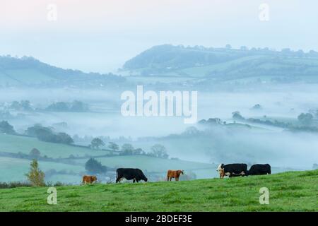 Landschaft, umgeben von Morgennebel, von Deerleap auf den Mendip Hills, Somerset, England aus gesehen. Stockfoto