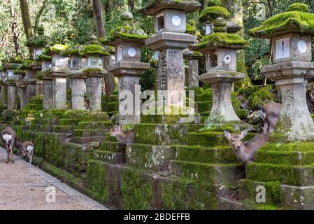 Hirsche im Kasuga Grand Shrine, Nara Park. Hier sind die Hirte frei herumstreifend in Tempeln und Park. Präfektur Nara, Japan Stockfoto