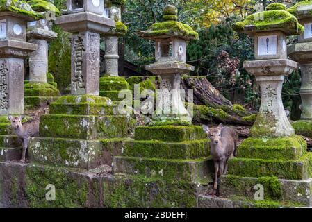 Hirsche im Kasuga Grand Shrine, Nara Park. Hier sind die Hirte frei herumstreifend in Tempeln und Park. Präfektur Nara, Japan Stockfoto
