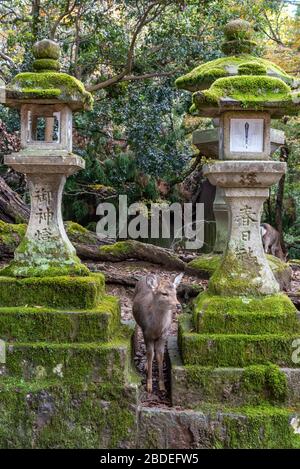 Hirsche im Kasuga Grand Shrine, Nara Park. Hier sind die Hirte frei herumstreifend in Tempeln und Park. Präfektur Nara, Japan Stockfoto