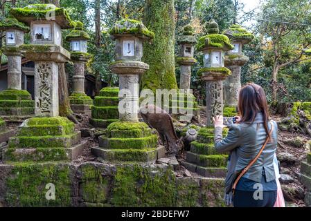Hirsche im Kasuga Grand Shrine, Nara Park. Hier sind die Hirte frei herumstreifend in Tempeln und Park. Präfektur Nara, Japan Stockfoto