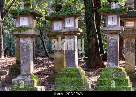 Steinlaternen im Kasuga Grand Shrine, Nara Park Stockfoto