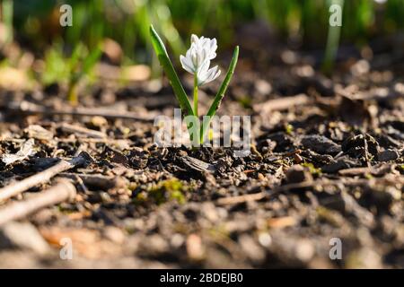 Kleine Frühlingsblütenknospe wächst aus Schmutz Stockfoto