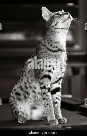 Porträt einer großen Savannenkatze, die auf einem Billardtisch sitzt und nach oben blickt Stockfoto