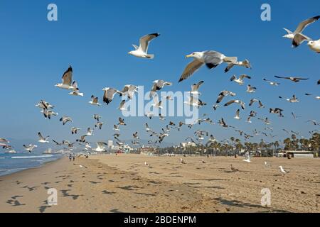 Schar von Möwen, die vom Santa Monica Beach abheben Stockfoto