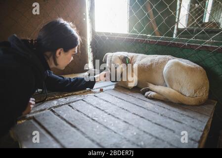 Junge Frau streicheln traurigen Hund in Tierheim Stockfoto