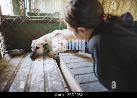 Junge Frau streicheln traurigen Hund im Tierheim Stockfoto