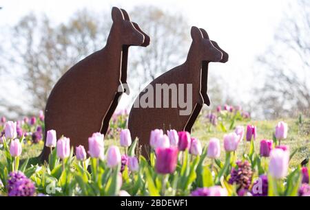 Nordhorn, Deutschland. April 2020. Zwei Kängurus werben in einer Lichtung für den Zoo. Besucher sind derzeit nicht auf dem Gelände der ansonsten gut besuchten Attraktion zu finden. Wegen der Koronakrise sind die Zoos und Tierparks derzeit geschlossen. Credit: Friso Gentsch / dpa / Alamy Live News Stockfoto