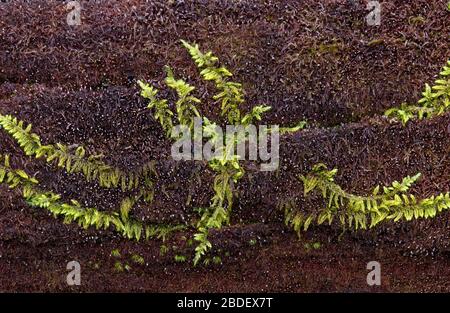 Hypnum Moos wächst auf einem verfallenden Stamm in Pennsylvania Pocono Mountains. Stockfoto
