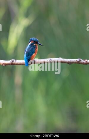 Eisvogel, Alcedo atthis, auf einem Ast. Brandon Marsh Nature Reserve, England, Großbritannien Stockfoto
