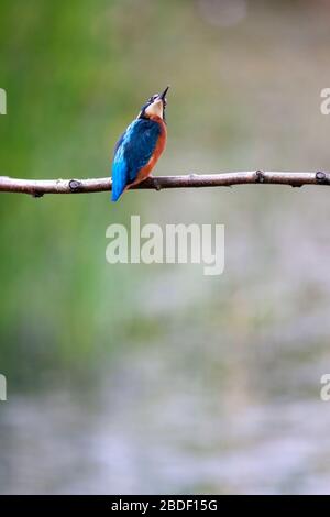 Kingfisher, Alcedo atthis, nach oben schauend. Brandon Marsh Nature Reserve, England, Großbritannien Stockfoto