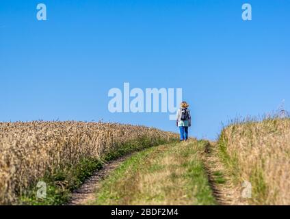 Eine Frau, die an einem sonnigen Tag mit klarem blauen Himmel zwischen zwei Weizenfeldern spazieren geht. Stockfoto