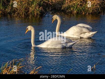 Zwei weiße Schwäne, die auf dem Pocklington-Kanal schweben, mit blauem Wasser und Schilf im Hintergrund. Stockfoto