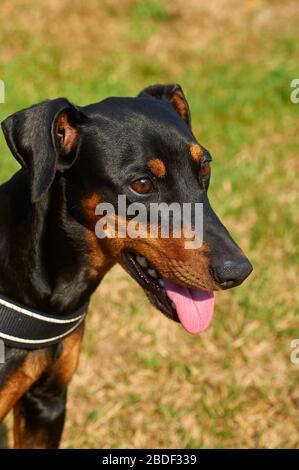 Porträt eines deutschen Pinschers, einer alten Hunderasse, die in Deutschland entstanden ist Stockfoto