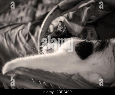 Eine Katze, die sich auf einem Stuhl entspannt Stockfoto