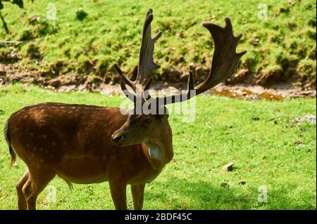 Ein Brachstück, das an einem kleinen Bach entlang in einer Waldöffnung geht (gefangen) Stockfoto