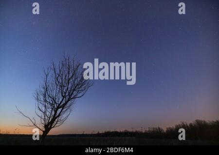 Sternenhimmel über einsamer Baumsilhouette Stockfoto