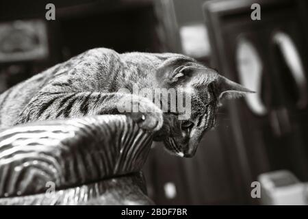 Savannah-Katze, die über die Seite eines Tisches raspelt Stockfoto