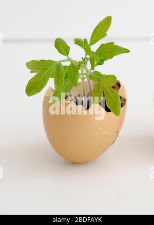 Tomatensämlinge, die in leeren Eierschalen wachsen, "tumbling Tom Red" Stockfoto