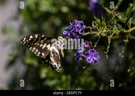 Zitrusschwanzschwanzschwanz (Papilio demodocus) Schmetterling auf lila Blüten sitzend Stockfoto