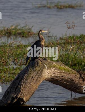 Ein indischer Darter oder Snakebird thront auf einem toten Baum, der seine Flügel trocknet Stockfoto