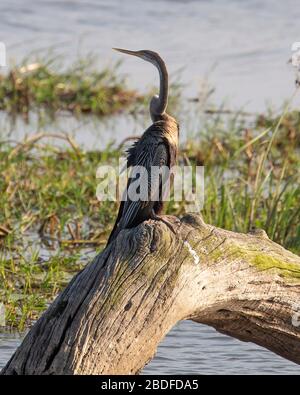 Ein indischer Darter oder Snakebird thront auf einem toten Baum, der seine Flügel trocknet Stockfoto