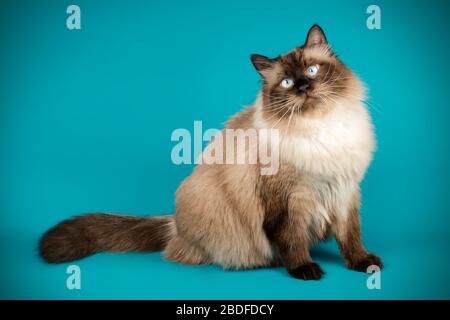 Studiofotografie der neva Maskerade Katze auf farbigem Hintergrund Stockfoto