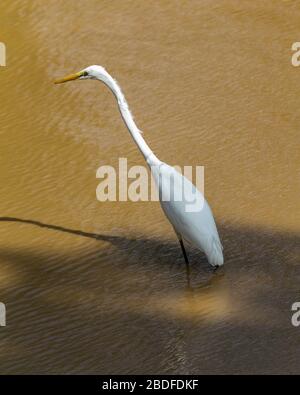 Mittelklasse- oder Gelb-Rechnung Egret Stockfoto