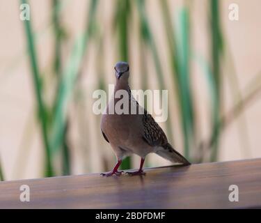 Spotted Dove auf einem Fenstervorsprung in Sri Lanka Stockfoto