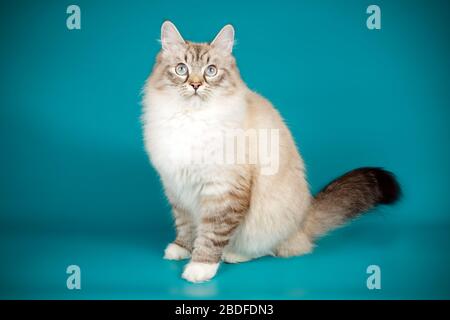 Studiofotografie der neva Maskerade Katze auf farbigem Hintergrund Stockfoto