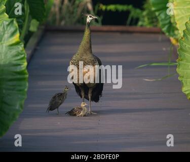 Peahen mit Küken in Sirigiya Sri Lanka Stockfoto