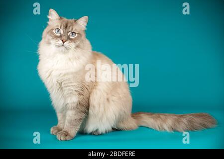 Studiofotografie der neva Maskerade Katze auf farbigem Hintergrund Stockfoto