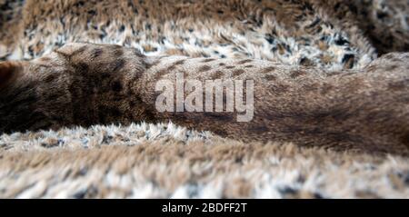 Gefleckter Fellmantel einer Savannenkatze, der auf einer Kunstpelzdecke ausgestreckt ist Stockfoto