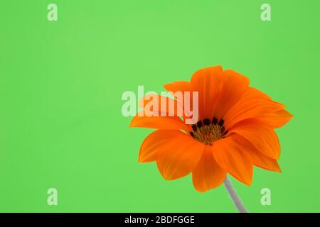 Frühlings- und Frischekonzept mit orangefarbenem Daisy mit hellgrünem Hintergrund Stockfoto