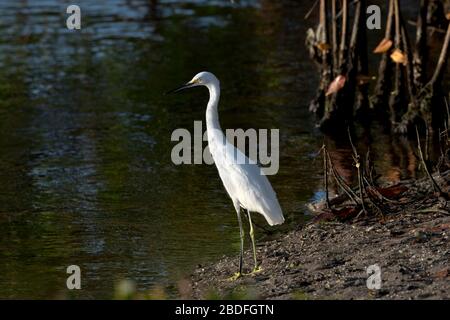 Snowy Egret steht auf dem Ding Darling National Wildlife Refuge auf der Insel Sanibel in Florida Stockfoto