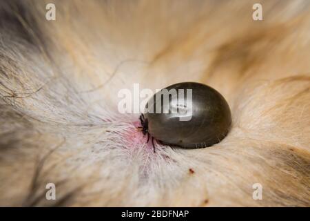 Adulte Zecke auf der Hautoberfläche einer Katze, bevor sie Eier legen Stockfoto