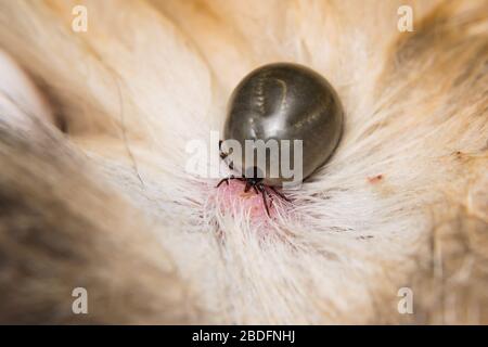 Adulte Zecke auf der Hautoberfläche einer Katze, bevor sie Eier legen Stockfoto