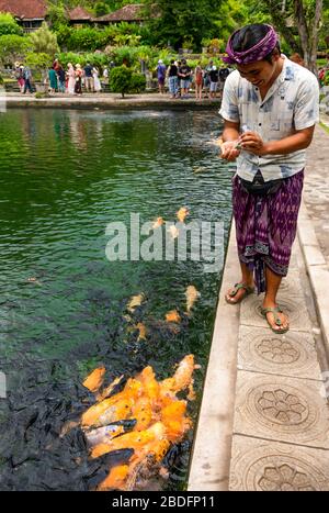 Vertikales Porträt eines traditionell gekleideten Mannes, der den Fisch im Wasserpalast von Tireta Gangga in Bali, Indonesien, füttert. Stockfoto