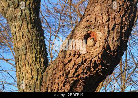 Zuhause süßes Zuhause. Passer montanus, Eurasischer Baumpfeil, nistet in einer natürlichen Höhlung eines kleinen Erlen- Baumes, Alnus glutinosa. Stockfoto