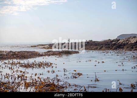 Langland Bay, Swansea, Großbritannien, 8. April 2020. Ein Mann fischt während der extrem niedrigen Flut, während er das Beste aus dem sonnigen Wetter auf dem Punkt an der Langland Bay in der Nähe von Swansea heute Nachmittag während des Coronavirus Ausbruchs macht, der anhält, über die britische Gutschrift zu fegen: Phil Rees/Alamy Live News Stockfoto