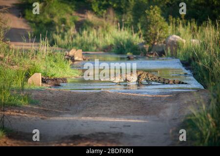 Ein nilkrokodil, Crocodylus niloticus, während es auf einer Autobahn über einen Fluss läuft Stockfoto