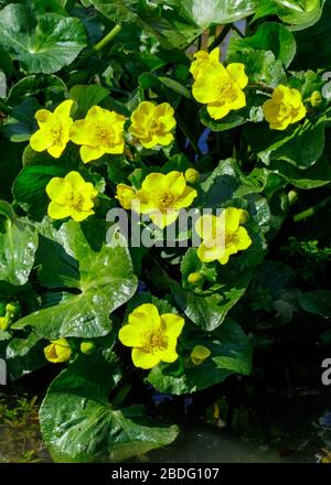 Marsh Marigold, Kent, Großbritannien Stockfoto