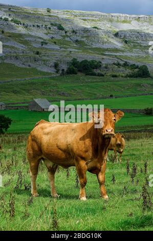 Herde von Stammbaum Limousin-Rindern in Chapel-le-Dale, in der Nähe von Ingleton, North Yorkshire, Großbritannien. Stockfoto