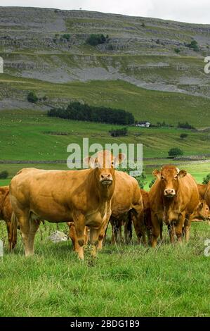 Herde von Stammbaum Limousin-Rindern in Chapel-le-Dale, in der Nähe von Ingleton, North Yorkshire, Großbritannien. Stockfoto