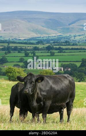 Herde von Aberdeen Angus Viehweiden im Eden Valley, Cumbria, Großbritannien. Stockfoto