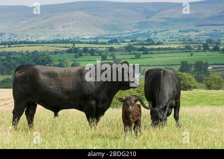 Herde von Aberdeen Angus Viehweiden im Eden Valley, Cumbria, Großbritannien. Stockfoto