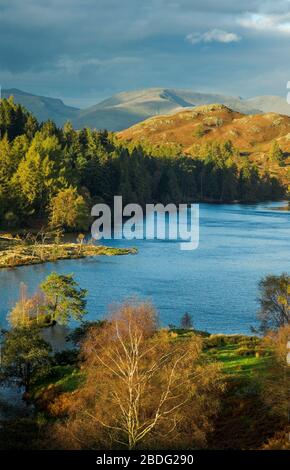 Tarn Hows im Herbst. English Lake District, in der Nähe von Coniston. Stockfoto