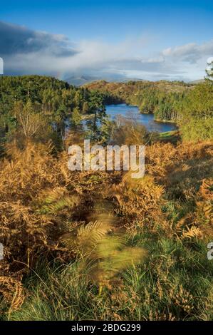 Tarn Hows im Herbst. English Lake District, in der Nähe von Coniston. Stockfoto